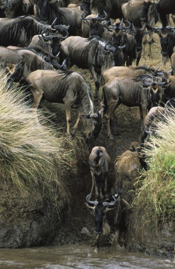 Blue Wildebeest (connochaetes taurinus), Herd crossing Mara River during Migration, Masai Mara Park in Kenya