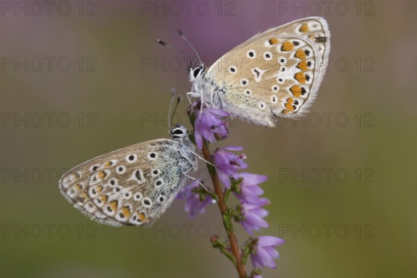 Common blue butterfly (Polyommatus icarus), Common Blue, lateral, pair, Germany, Europe