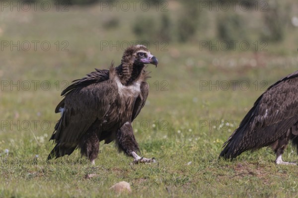 Cinerous vulture, Black vulture (Aegypius monachus), Spain, Europe