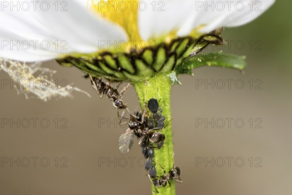 Lice and Ants on the stem of a flower