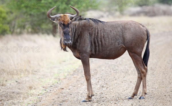 Streifengnu, blue wildebeest (Connochaetes taurinus), S