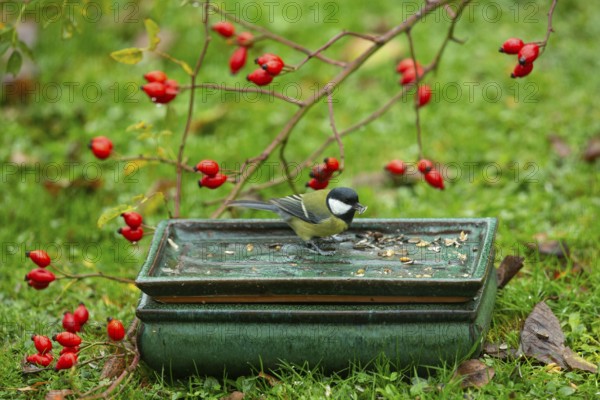 Great tit with food in beak in table with food in front of red rosehips sitting in green grass seeing right