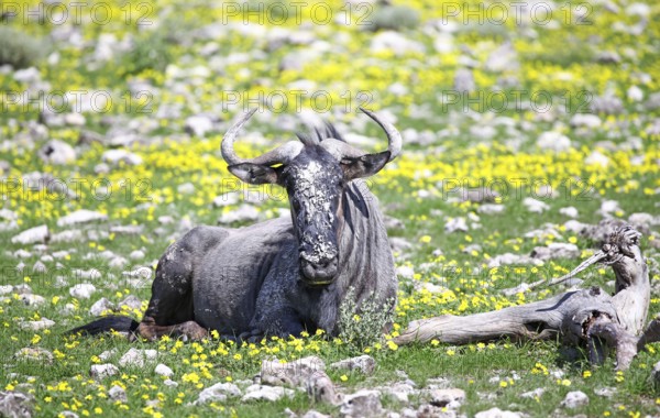 Wildebeest in the Bl