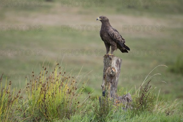 Lesser spotted eagle (Clanga pomarina), Mecklenburg-Western Pomerania, Germany, Europe