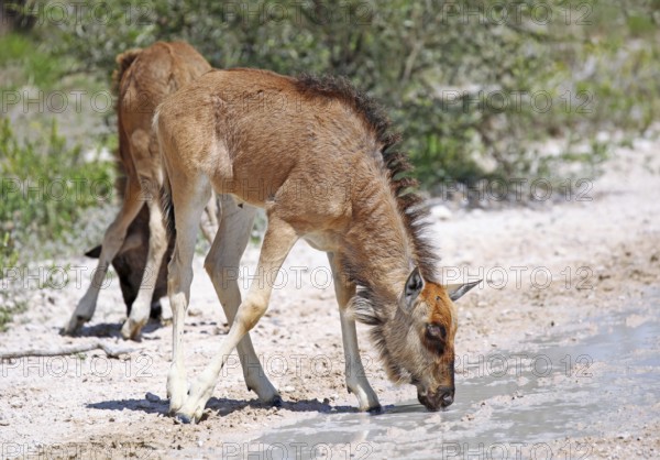 Very young wildebeest, Etosha, Namibia, very young wildebeest, Etosha, Namibia, Africa