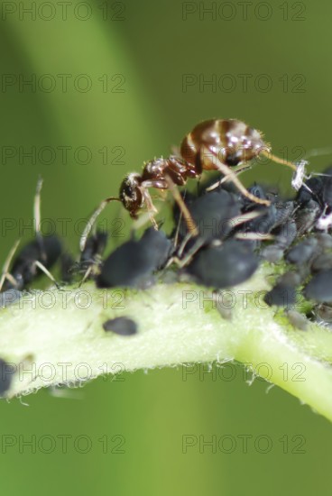 Ant and lice on a plant stem