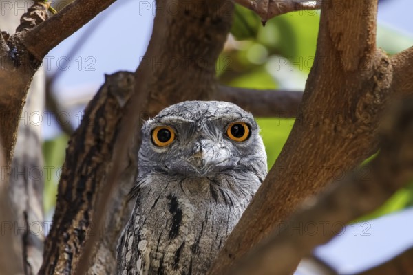 Portrait of a unique Tawny frogmouth in tropical tree, facing, Karumba, Queensland, Australia, Oceania