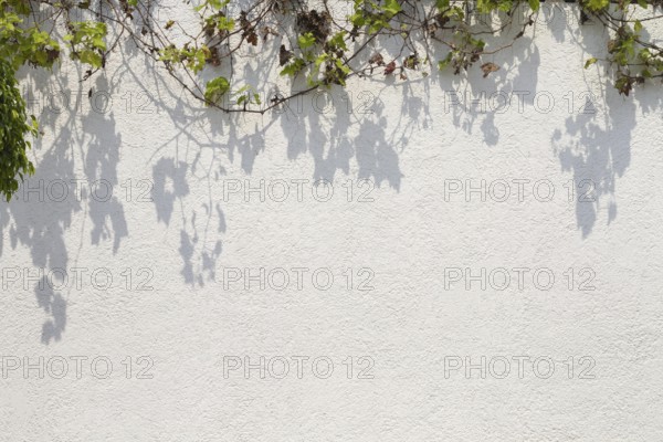 outdoors wall with various leaves. Resolution and high quality beautiful photo