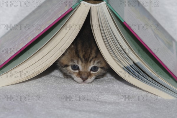 Young domestic cat lies under book