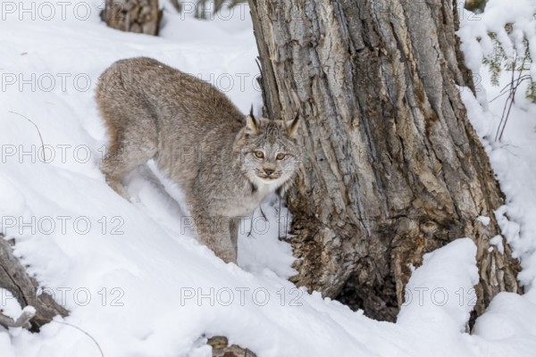 A bobcat hunts for prey in a snowy forest habitat