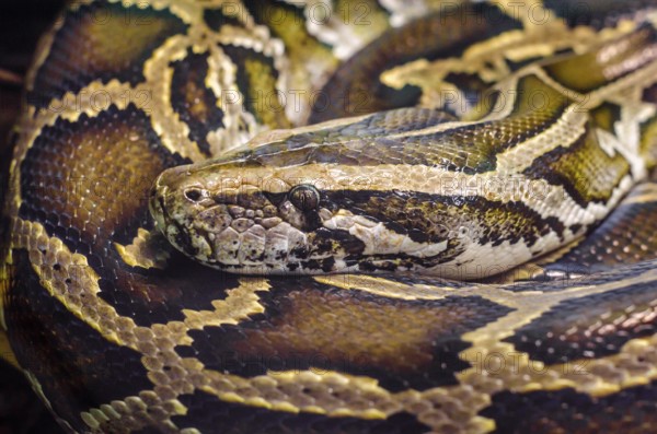 Head and eye big snake anaconda close up