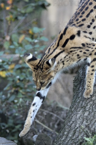 Serval