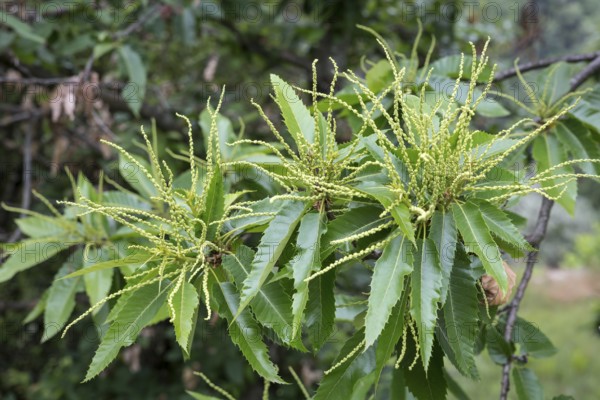 Inflorescence of the sweet chestnut in the Ardeche, southern France