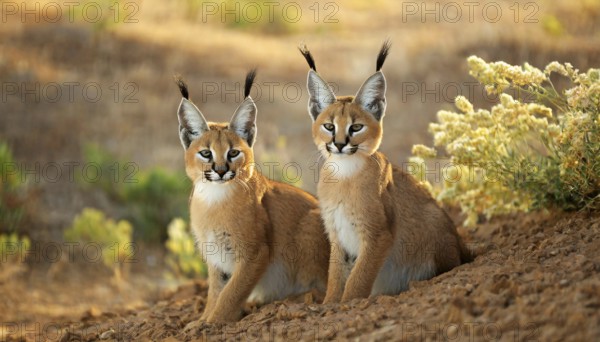AI generated, animal, animals, mammal, mammals, biotope, habitat, two, female, juvenile, foraging, wildlife, Africa, South Africa, Asia, Central Asia, steppes, cat, cats, predator, caracal, desert lynx, caracal caracal), resting, Africa