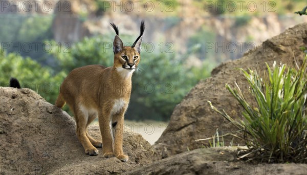 AI generated, animal, animals, mammal, mammals, biotope, habitat, a, individual, foraging, wildlife, Africa, South Africa, Asia, Central Asia, steppes, cat, cats, predator, caracal, desert lynx, caracal caracal), rests, hunts. jumps, Africa