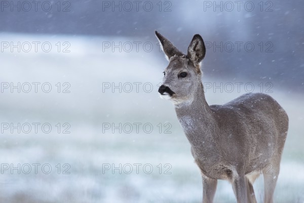 Roe deer in snow on a meadow