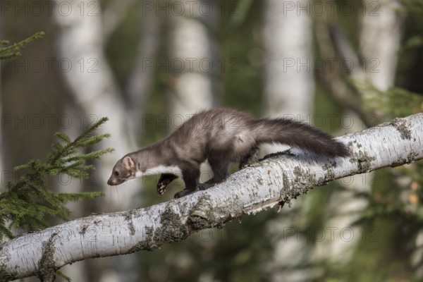 Stone marten, Martes foina, stone marten