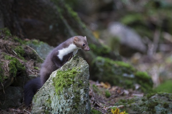 Steinmarder, Martes foina, white breasted marten