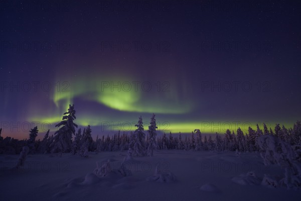 Northern Lights (Aurora borealis), Stubba Nature Reserve, Laponia World Heritage Site, Norrbotten, Lapland, Sweden, December 2014, Europe