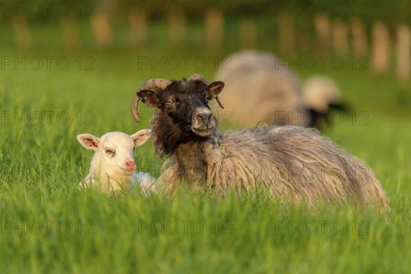 A lamb and a sheep in the grass