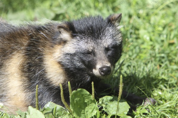 Tanuki