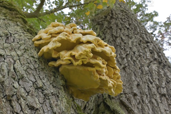 Common sulphur fungus (Laetiporus sulphureus), Schwäbisch Hall, Heilbronn-Franken, Baden-Württemberg, Germany, Europe