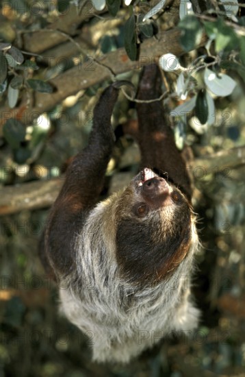 Maned sloth (bradypus torquatus), adult hanging from branch, Pantanal in Brazil