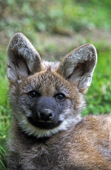 Maned Wolf (chrysocyon brachyurus), Portrait of Pup