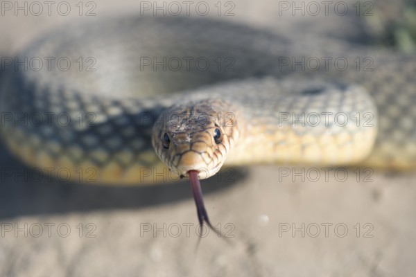Caspian Whip Snake, flickering its tongue, Bulgaria (Dolichophis caspius), Large Whip Snake