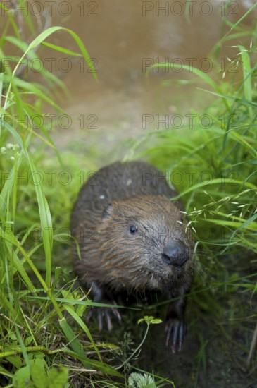 European beaver (Castor fiber), Rosenheim, Bavaria, Germany, Europe