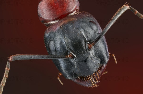 Head of a brown-black horse ant (Camponotus) in dorsal view