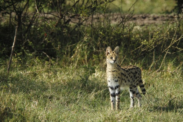 Serval (leptailurus serval), Adult, Masai Mara Park in Kenya