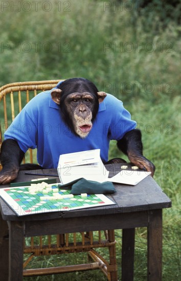 Chimpanzee (pan troglodytes), Trained Monkey playing Scrabble