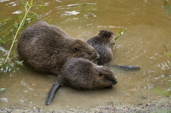 European beaver (Castor fiber) and young, Rosenheim, Bavaria, Germany, Europe