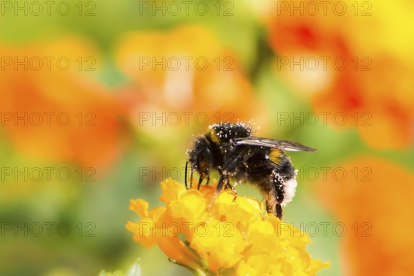 Macro of a bumblebee collecting nectar on a lantana camara flower