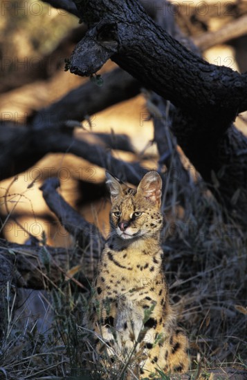 Serval (leptailurus serval)