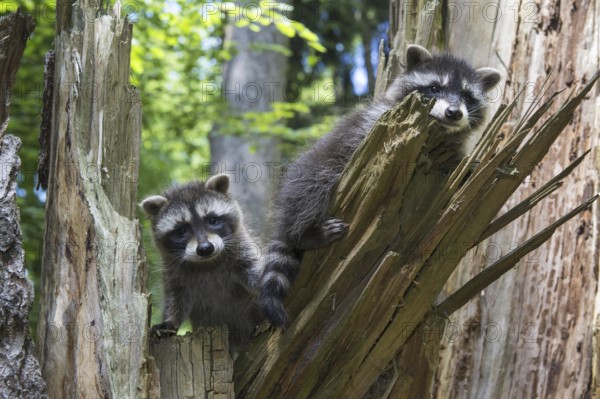 Raccoon (Procyon lotor) , Young animal, Lower Saxony, Germany, Europe
