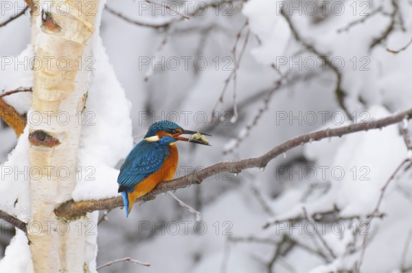 Common kingfisher with fish (Alcedo atthis) Lower Saxony, Germany, Europe