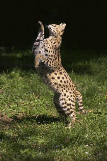 Serval (leptailurus serval), adult chasing bird