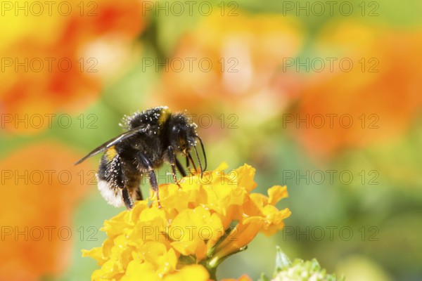 Macro of a bumblebee collecting nectar on a lantana camara flower