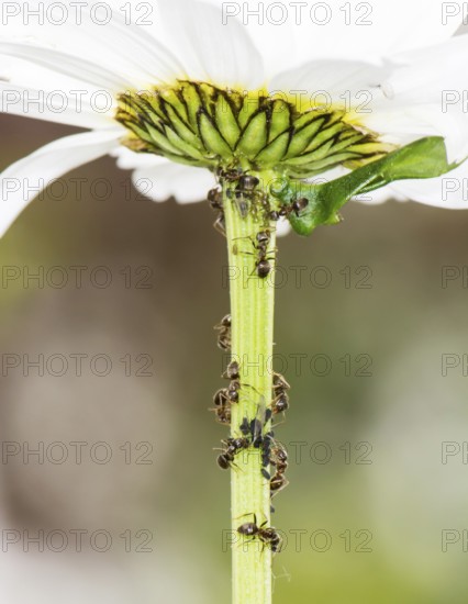 Lice and Ants on the stem of a flower