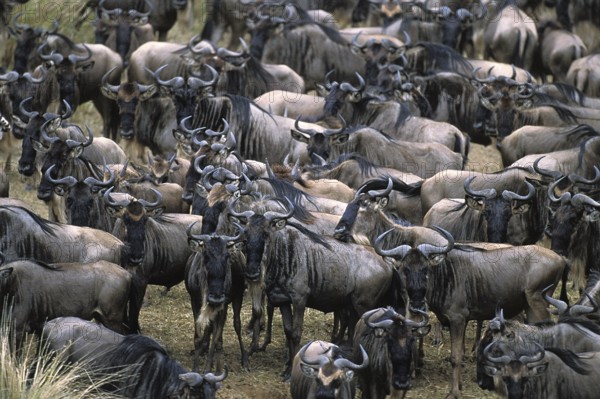 Blue Wildebeest (connochaetes taurinus), Herd ready for crossing Mara River during Migration, Masai Mara Park in Kenya