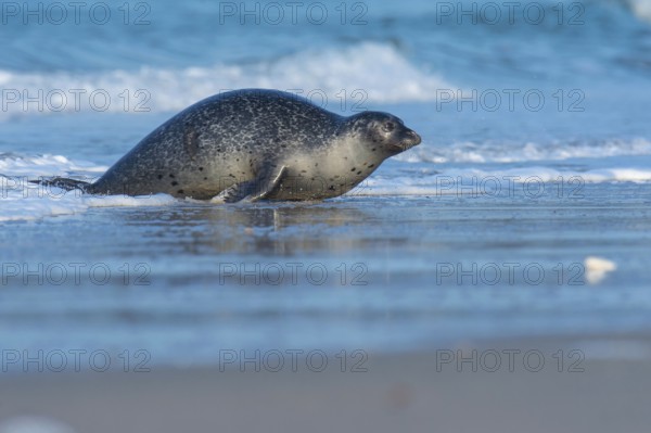 Harbor seal (Phoca vitulina), Heligoland, Schleswig-Holstein, Germany, Europe