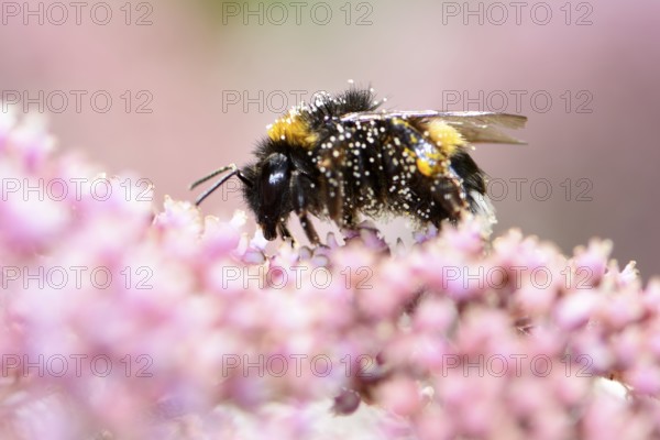 Bumblebee full of pollen at a pink flower