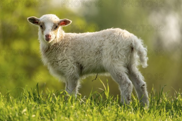 Curious lamb on a meadow looking into the camera