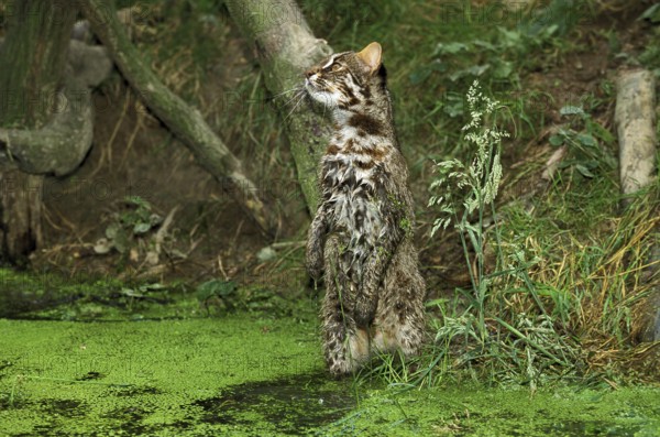 Leopard cat (prionailurus bengalensis), adult hunting, on hind legs