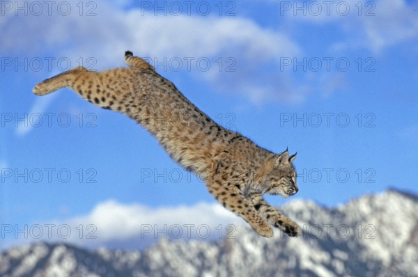 BOBCAT (lynx rufus), ADULT LEAPING, CANADA