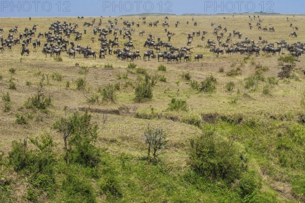 Wilderbeast, Gnu (Connochaetes taurinus)