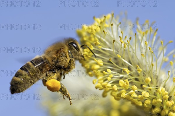 Bee at the willow catkin