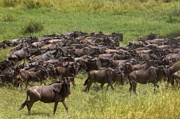Blue Wildebeest (connochaetes taurinus), Herd Migrating, Masai Mara Park in Kenya